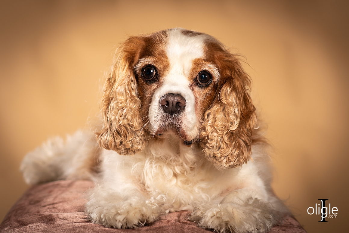 portrait chien