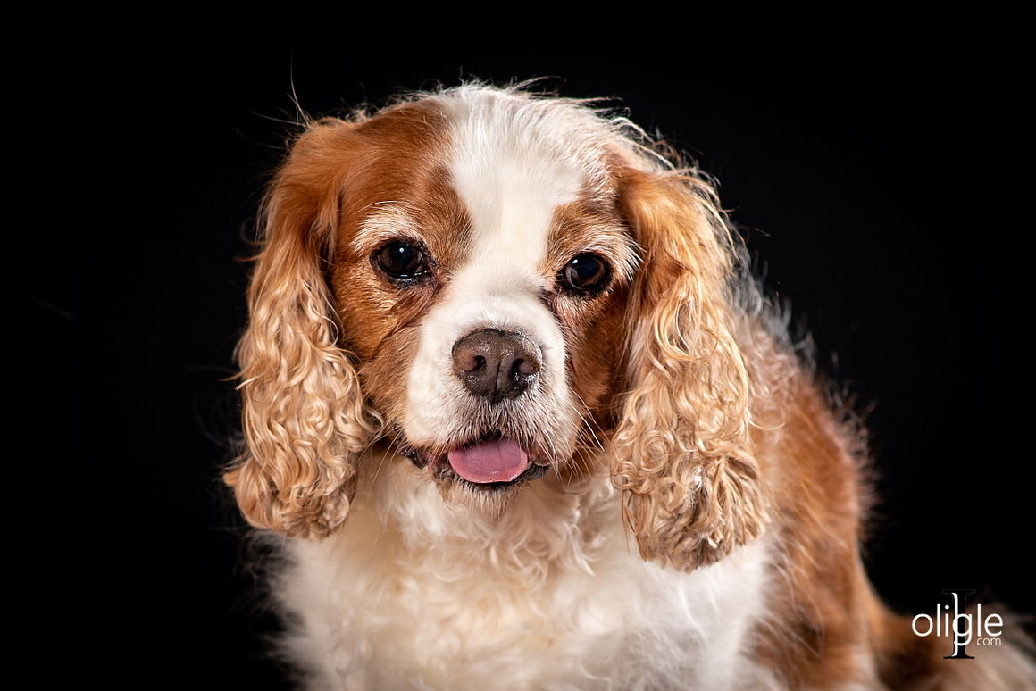 portrait chien