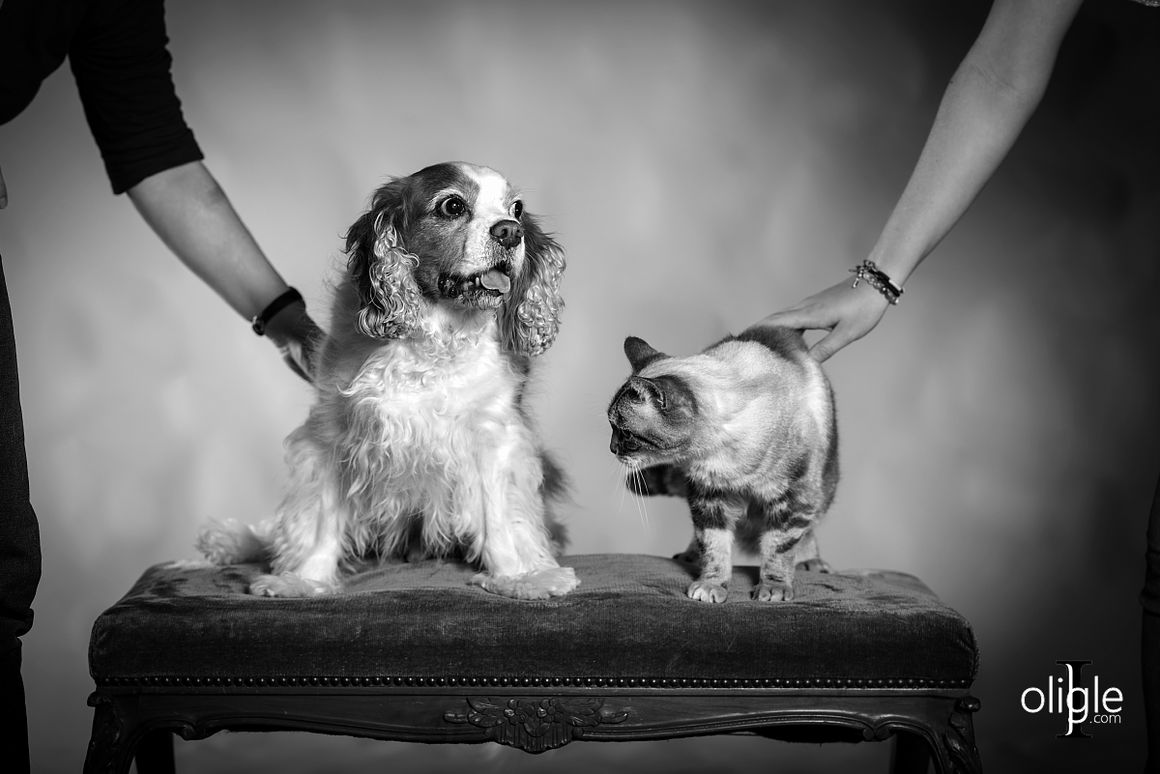portrait chien