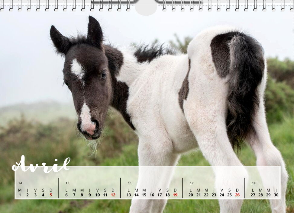 Calendrier Pottoks
