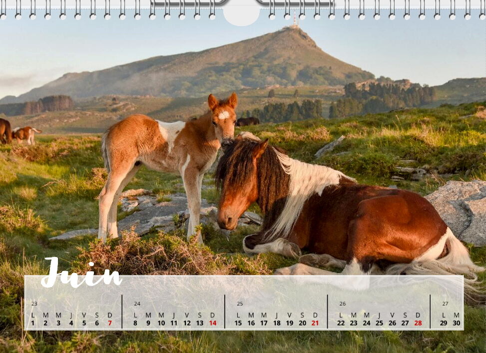 Calendrier Pottoks