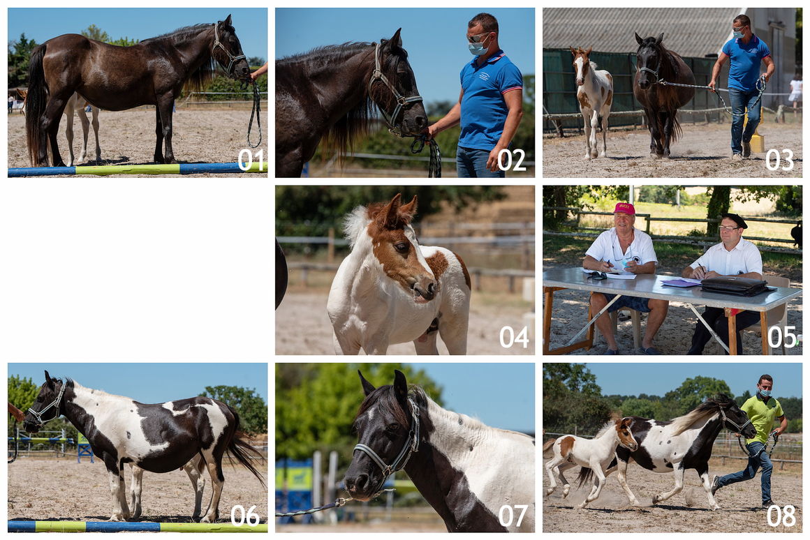 CONCOURS<br />Modèle et allures<br />Nérac (47)