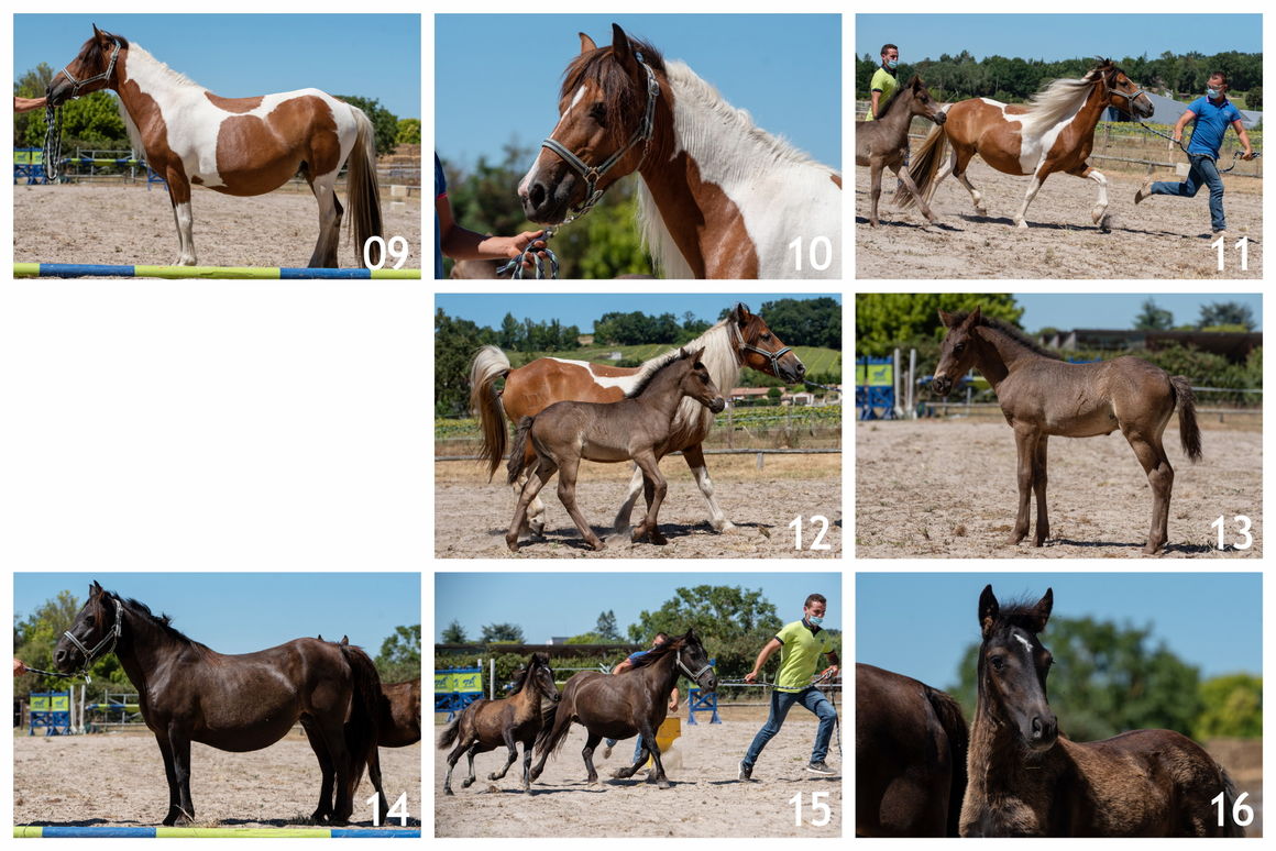 CONCOURS<br />Modèle et allures<br />Nérac (47)