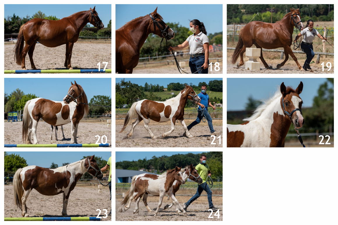CONCOURS<br />Modèle et allures<br />Nérac (47)