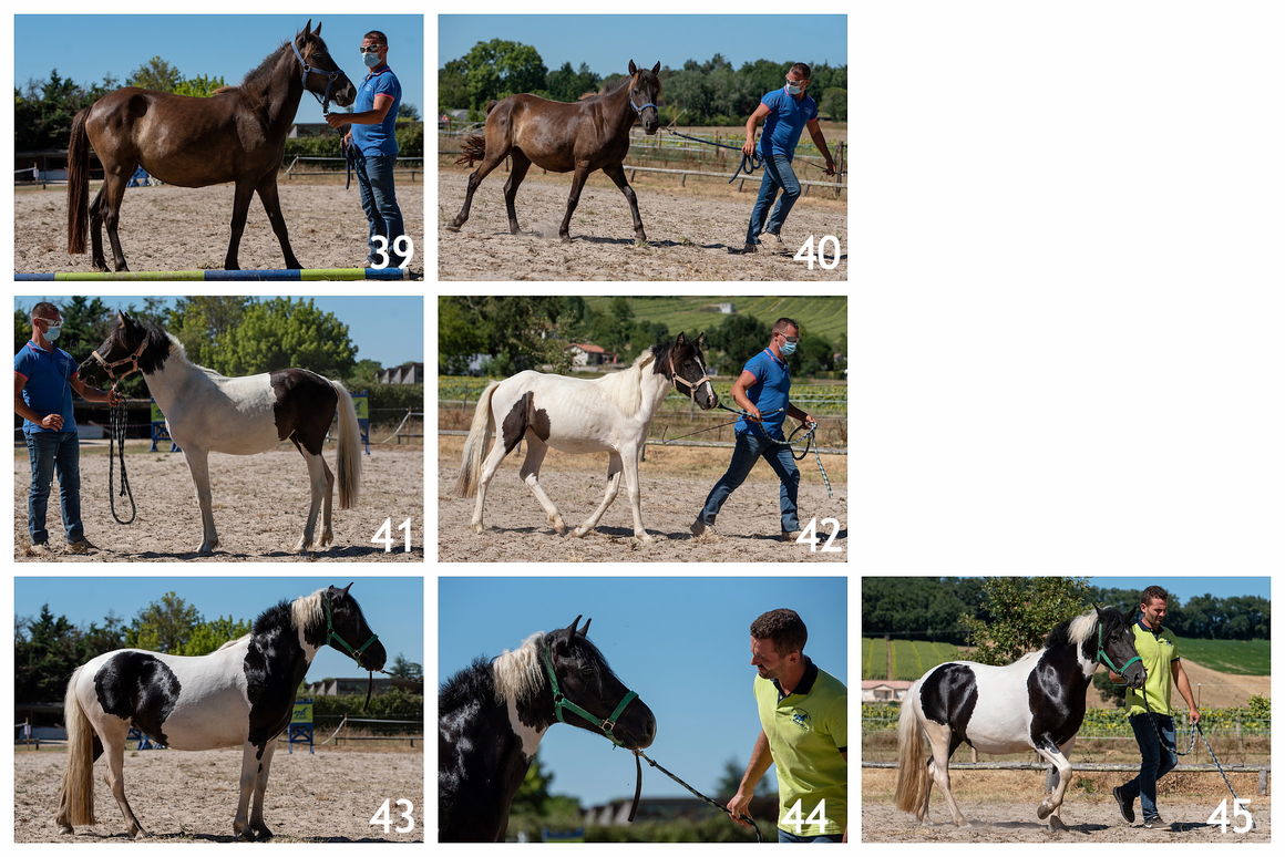 CONCOURS<br />Modèle et allures<br />Nérac (47)