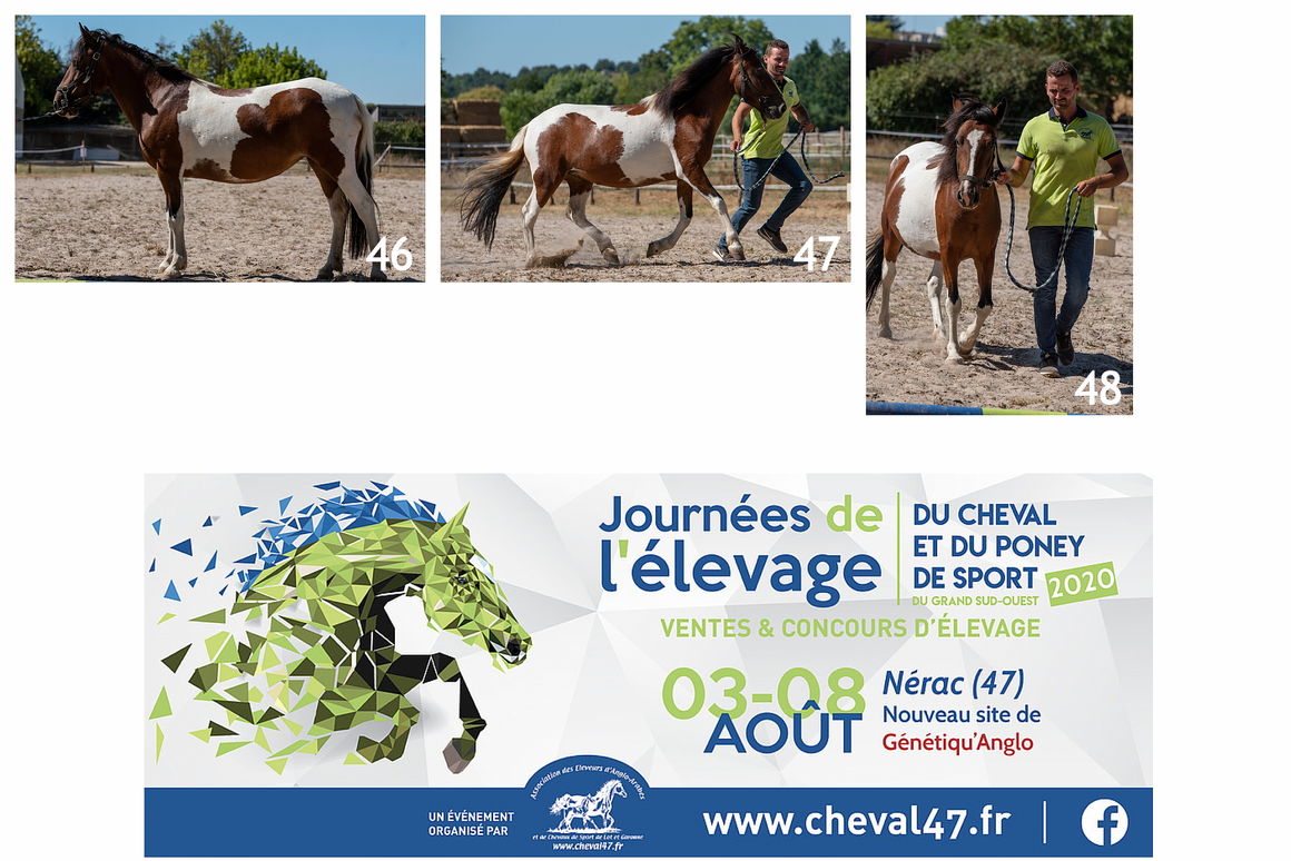 CONCOURS<br />Modèle et allures<br />Nérac (47)