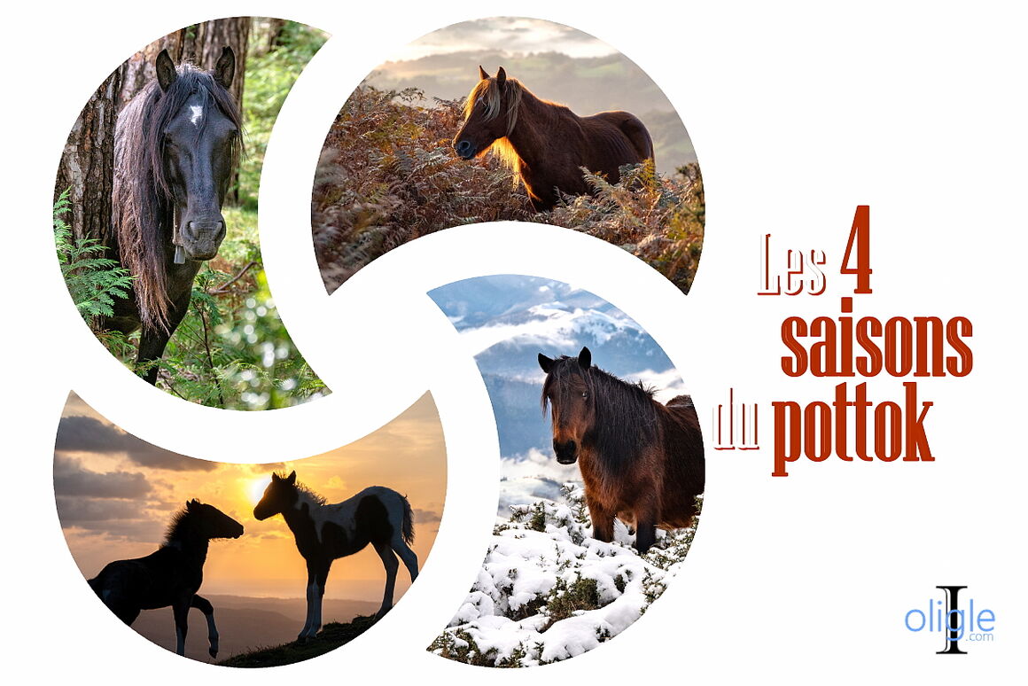 Les 4 saisons du pottok
