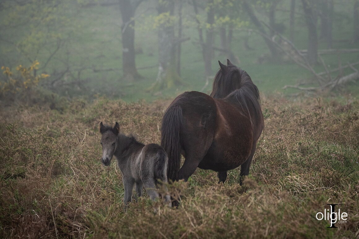 pottok poney