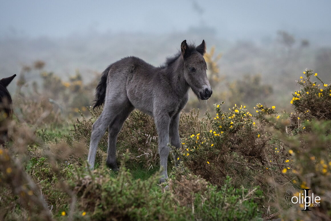 pottok poney
