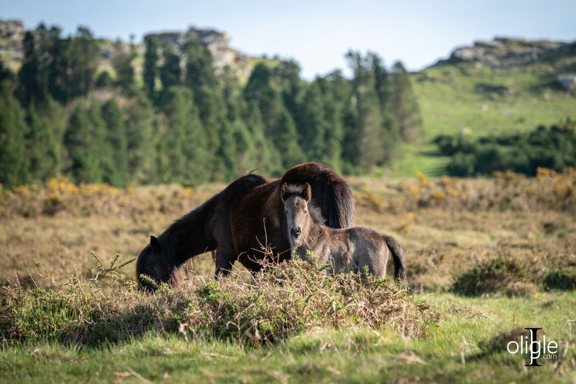 pottok poney