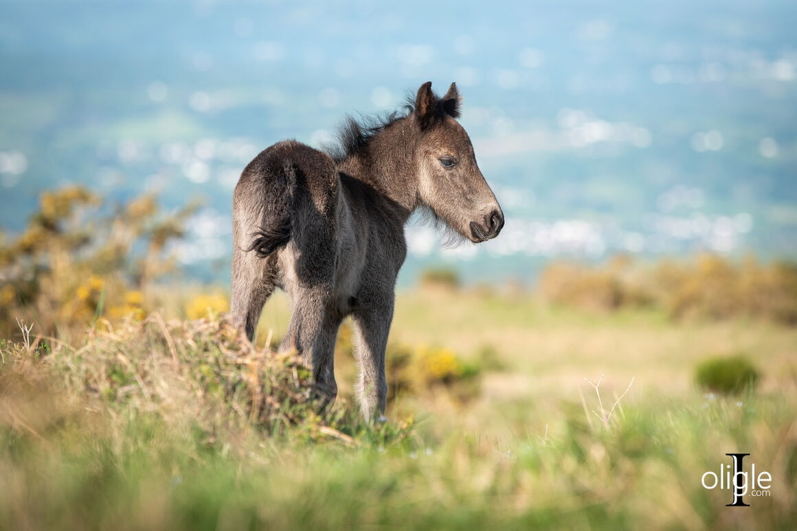 pottok poney