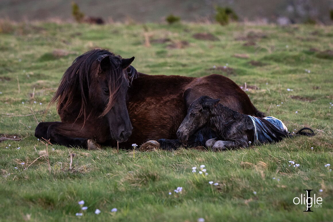pottok poney