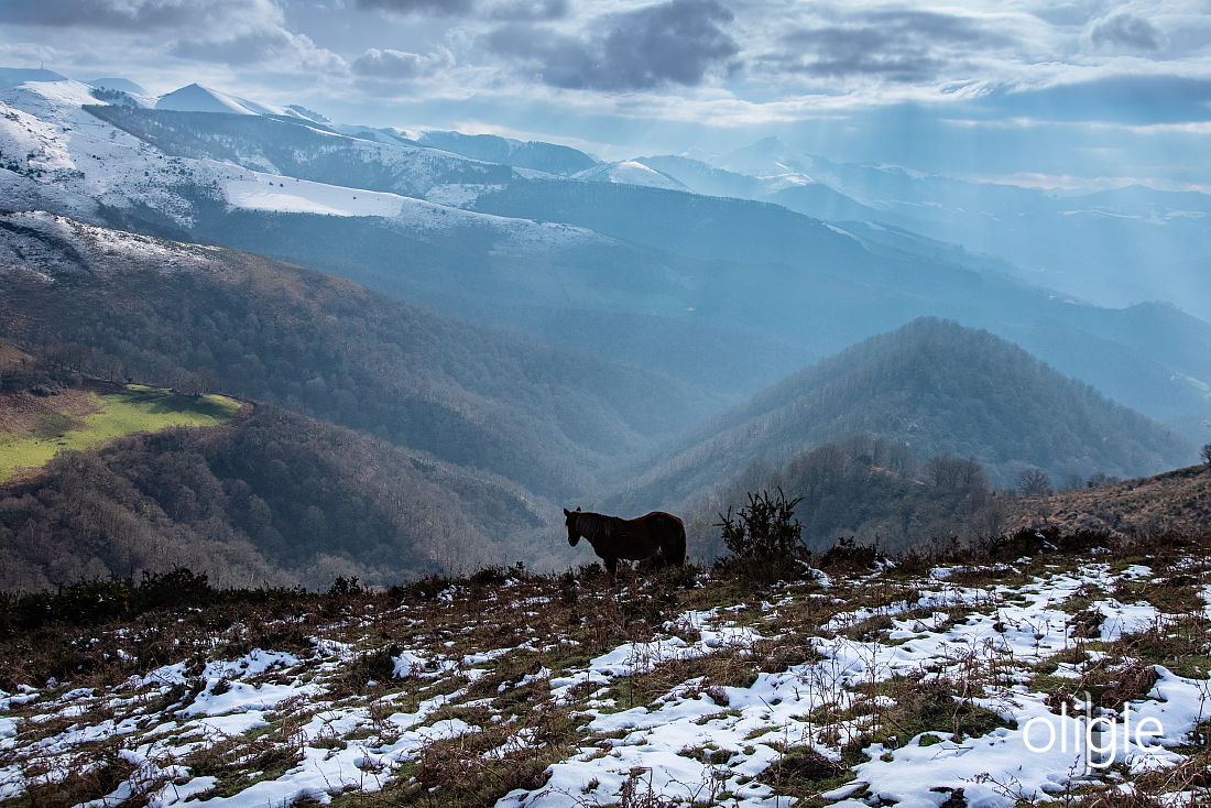 Pottok Basque