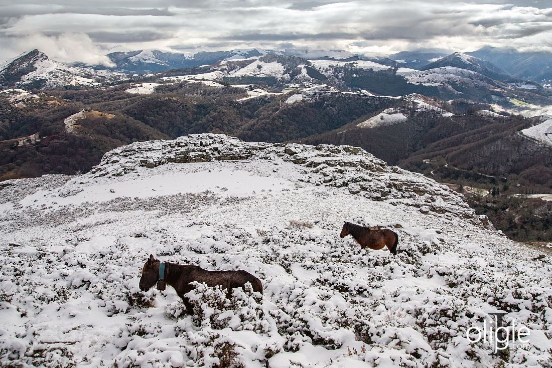 Pottok Basque