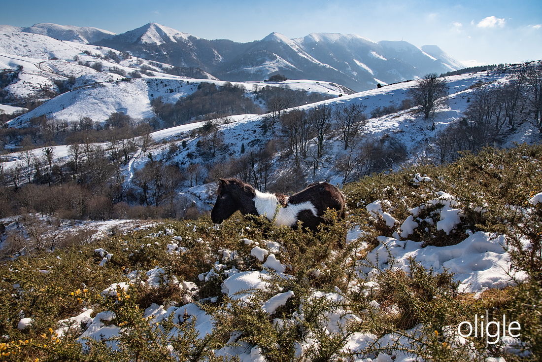 Pottok Basque