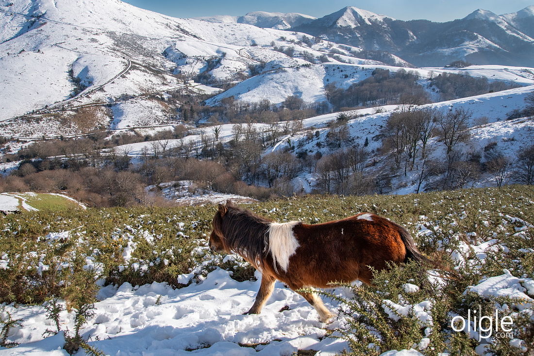 Pottok Basque