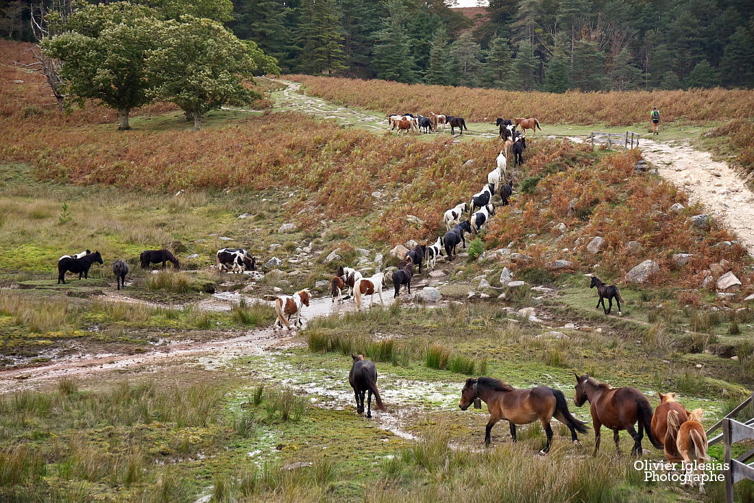 Pottok La Rhune