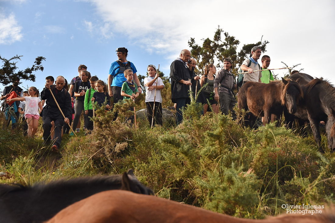 Pottok La Rhune