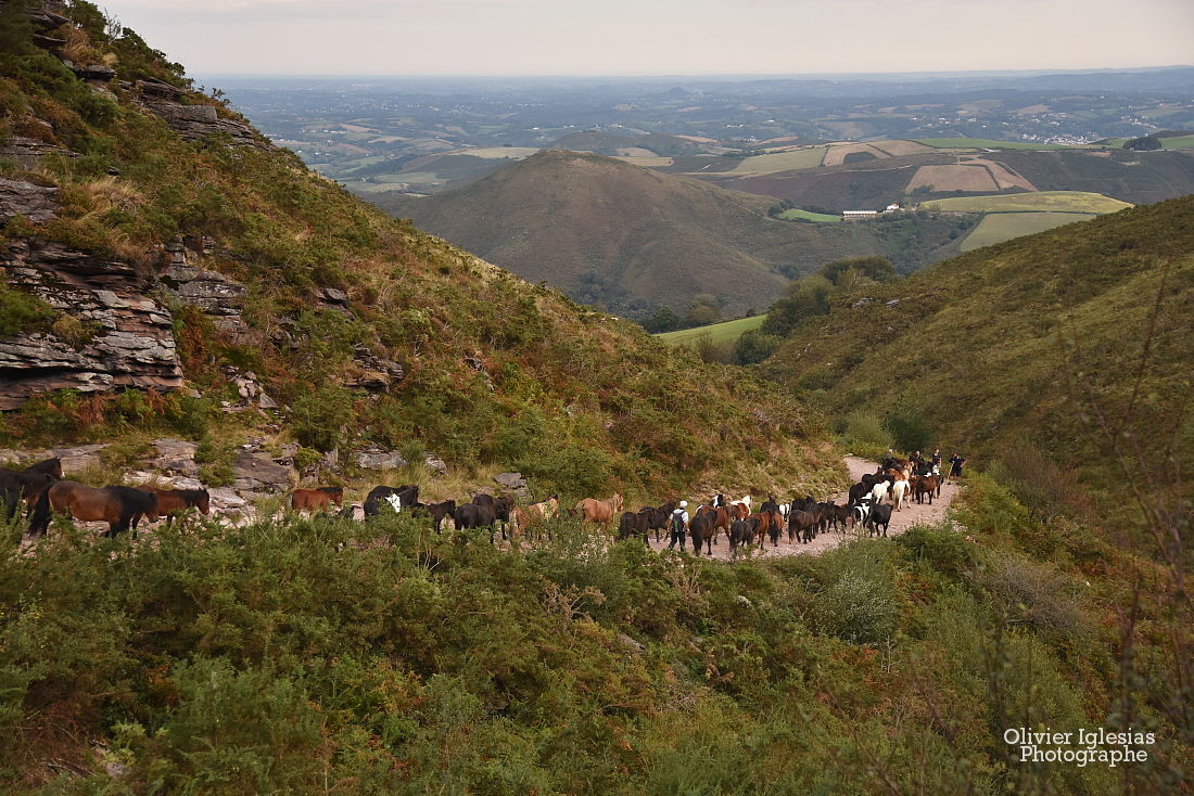 Pottok La Rhune