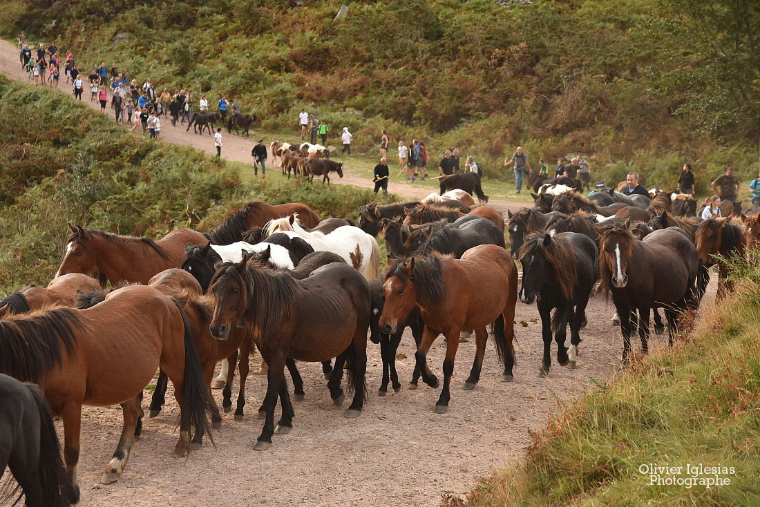 Pottok La Rhune