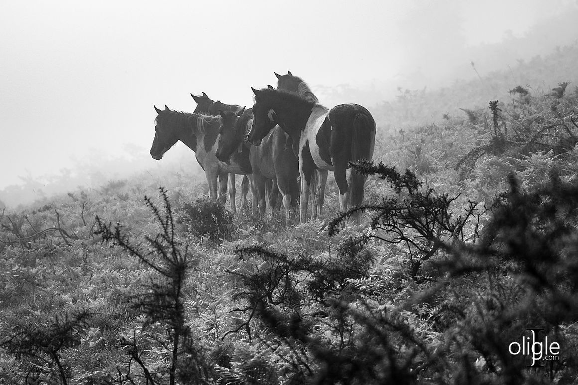 Pottok