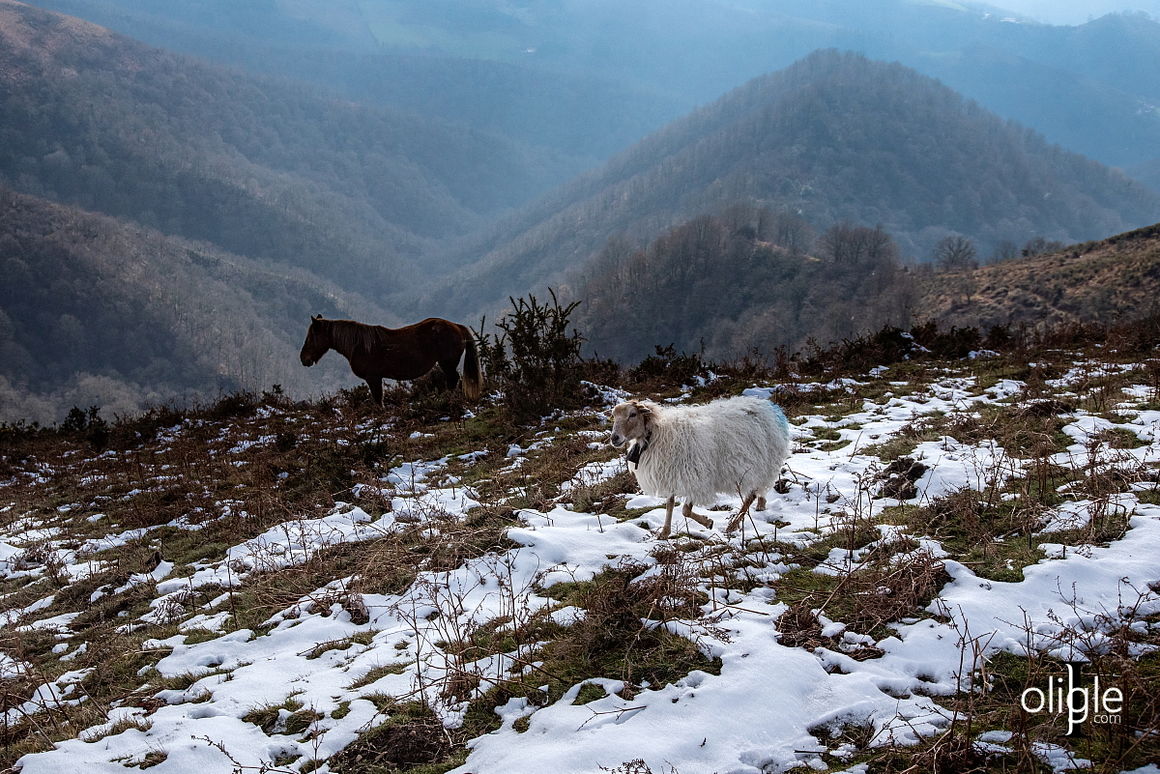 Pottok Pottoka