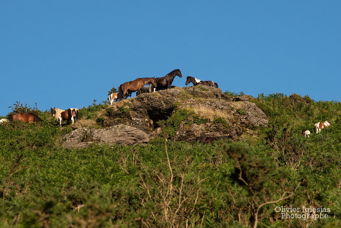 Pottok Ursuia