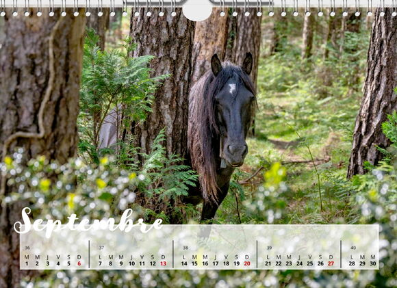 Calendrier Pottoks