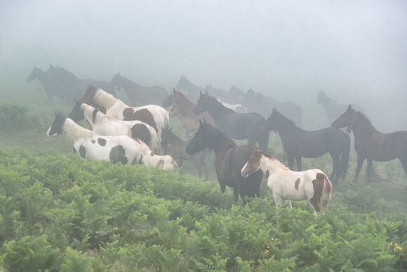 Pottoks dans la brume