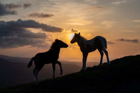Silhouettes