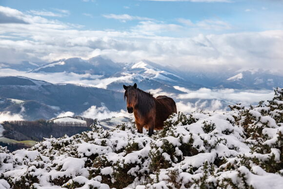 Poudre de neige