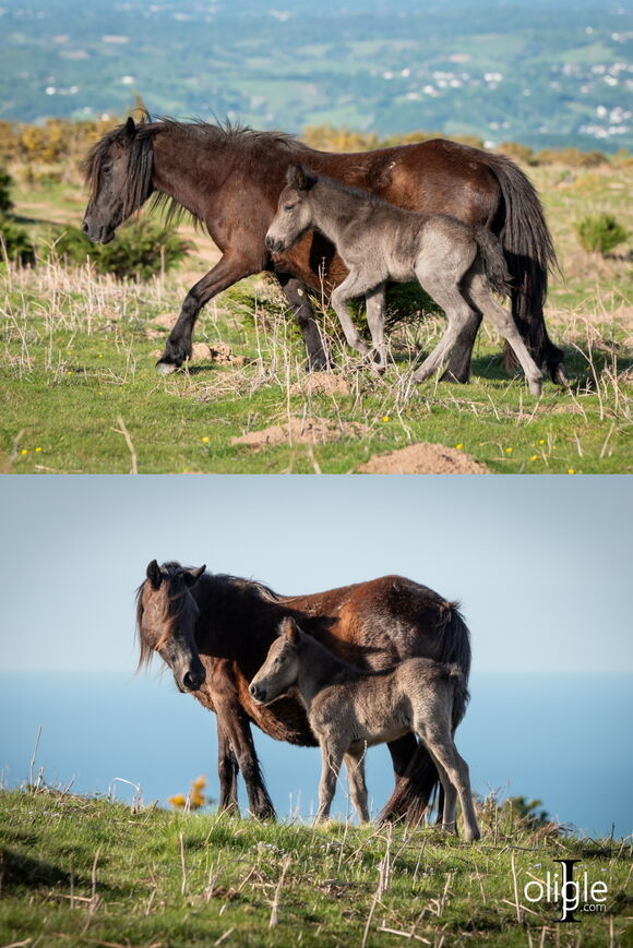 pottok poney