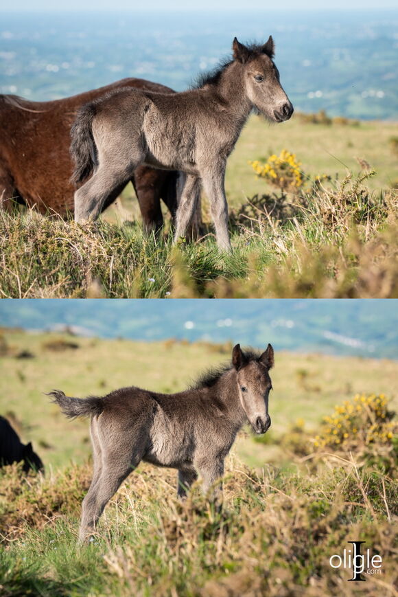 pottok poney