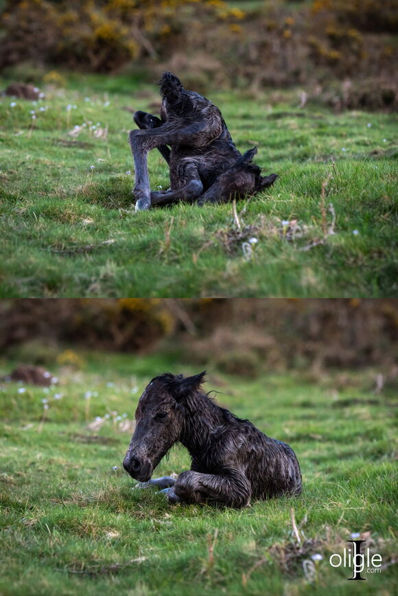 pottok poney