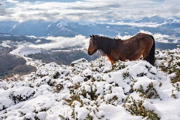 Pottok Basque