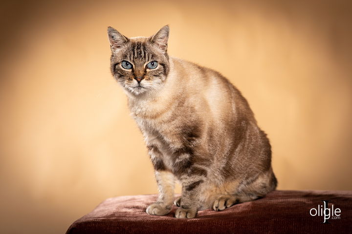 Chat regard de face