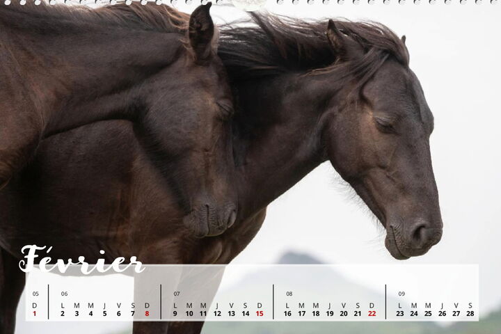 Calendrier Pottoks Février