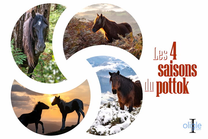 Les 4 saisons du pottok