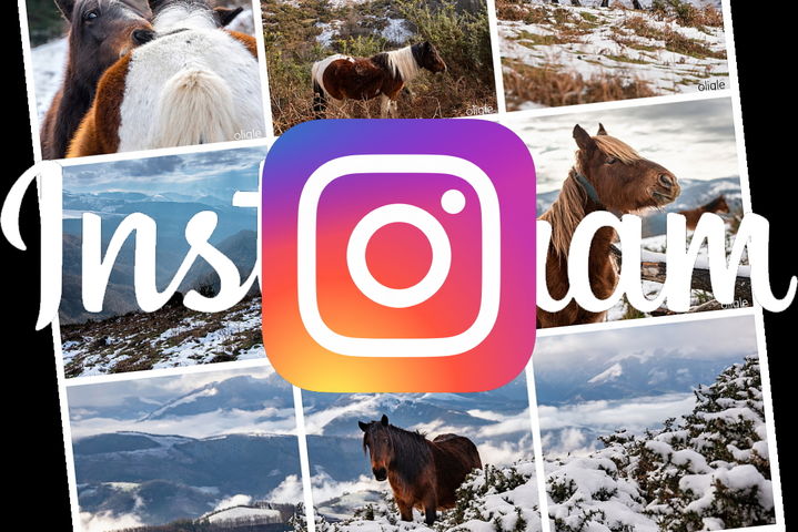 Instagram oligle_pottok