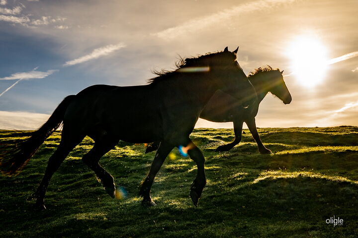 Pottok galop artzamendi